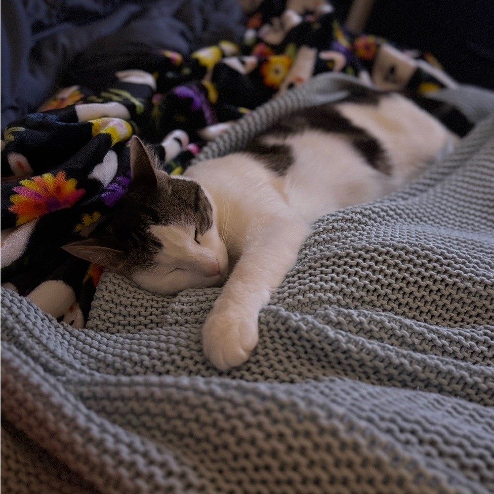 Funds for Sushi 🍣 and Beerus 🐈‍⬛ - Picture 2 of 13